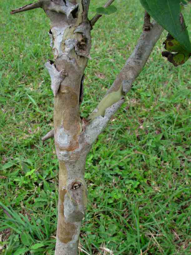 Guava Bark