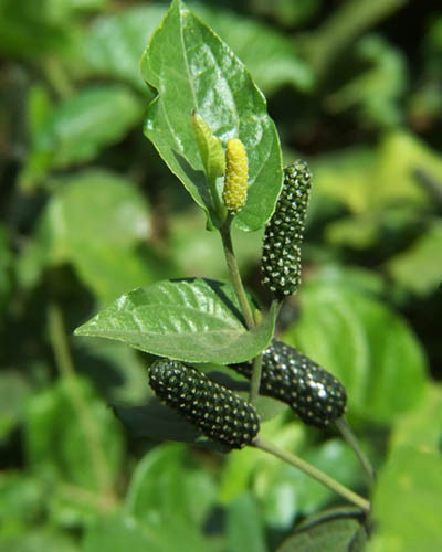 long-pepper-plant